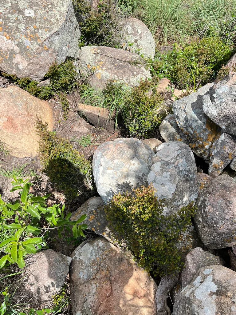 Myrsine Africana