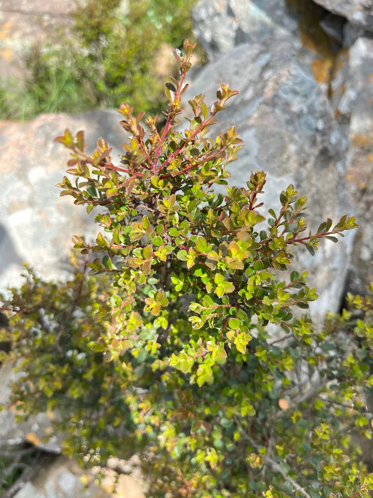Myrsine Africana