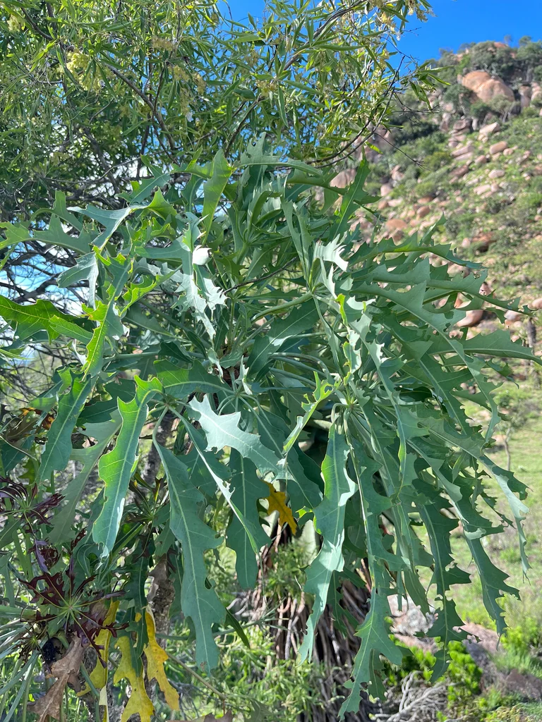 Cussonia Paniculata V. Sinuata