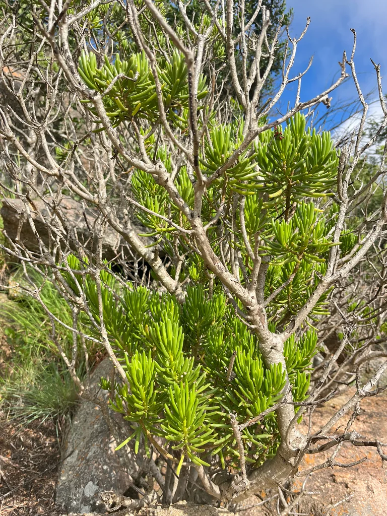 Senecio Barbertonicus