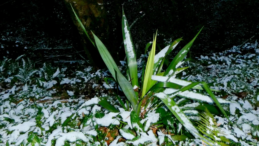Yucca Gloriosa