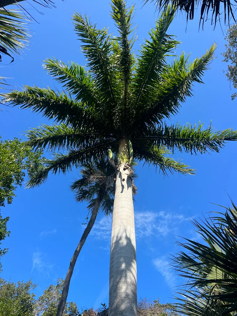 Roystonea Regia