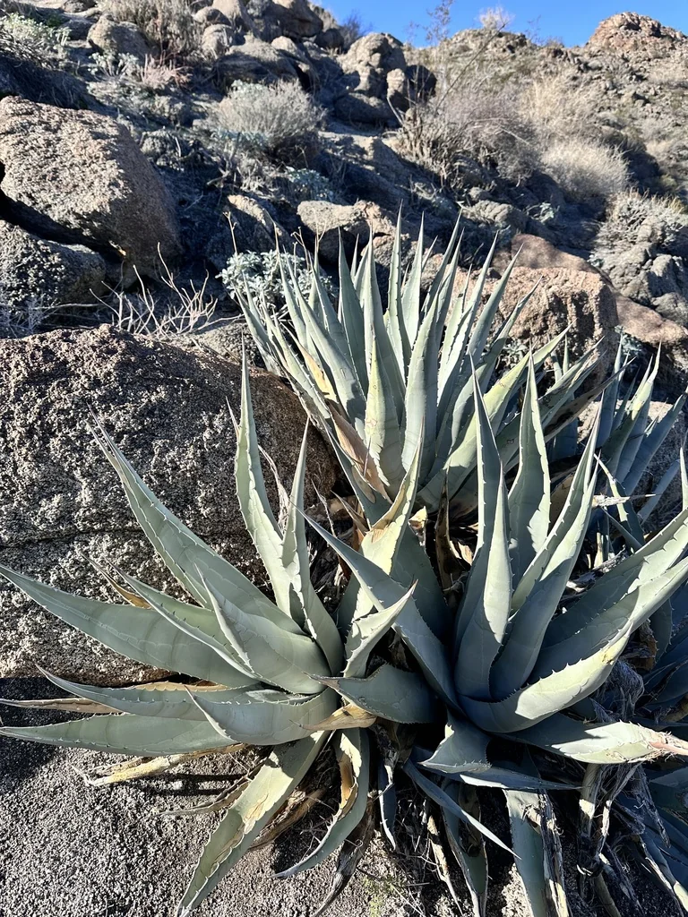 Agave Deserti