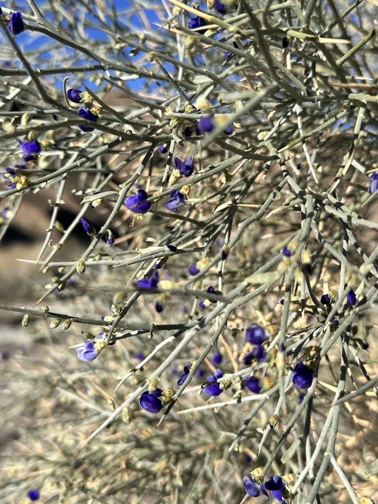 Psorothamnus Spinosus