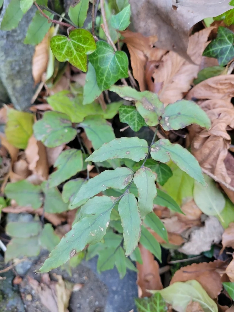 Cyrtomium fortunei