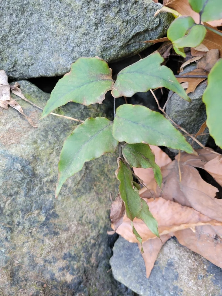 Cyrtomium fortunei