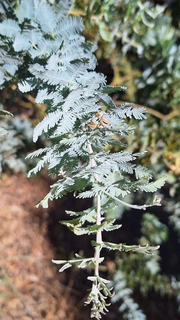 Acacia Baileyana