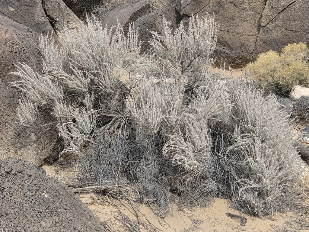 Artemisia Filifolia