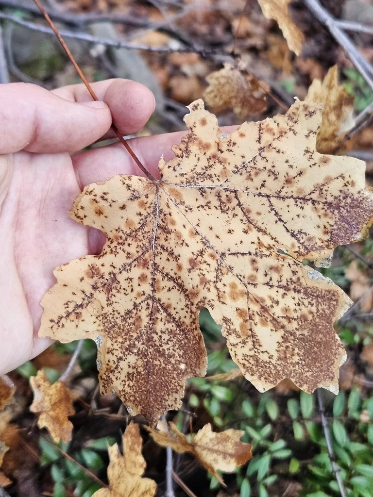Acer Grandidentatum
