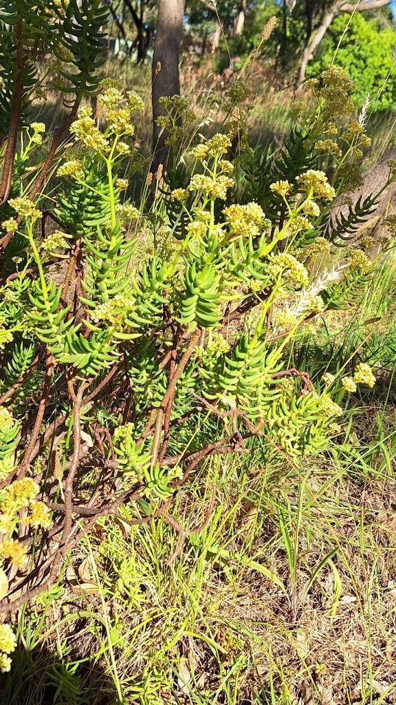 Crassula Tetragona