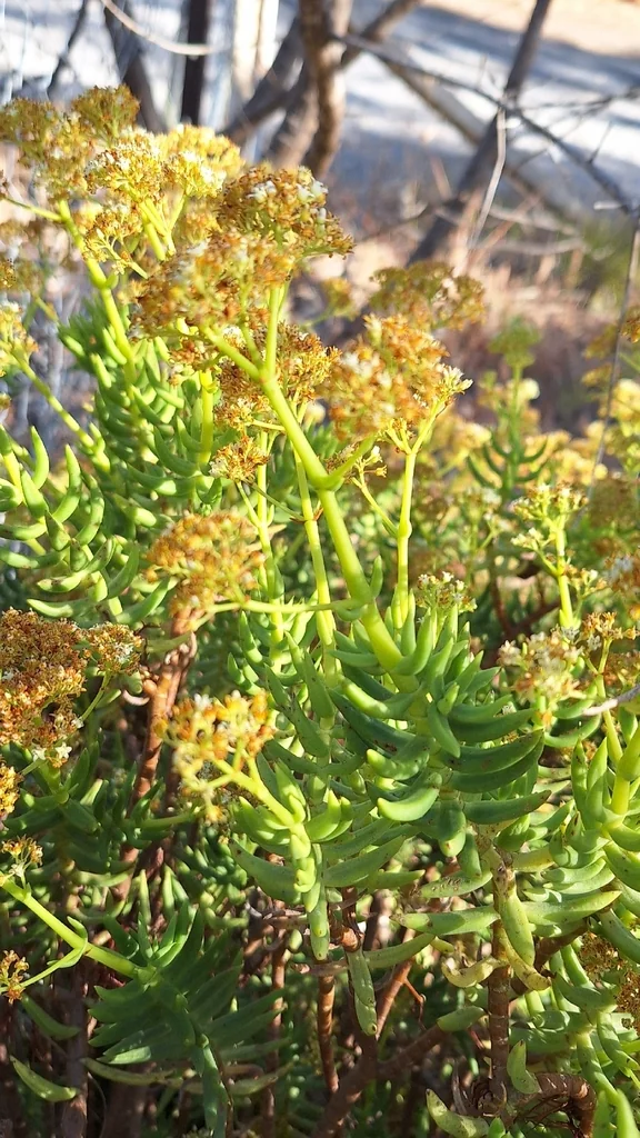 Crassula Tetragona