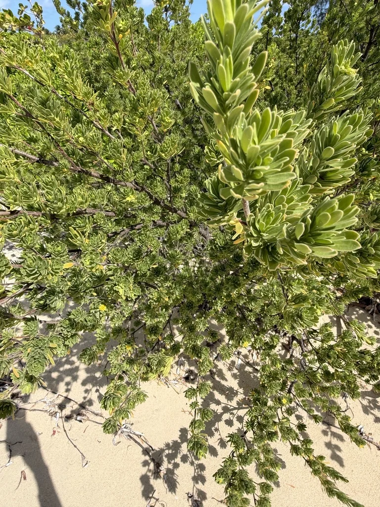 Suriana Maritima