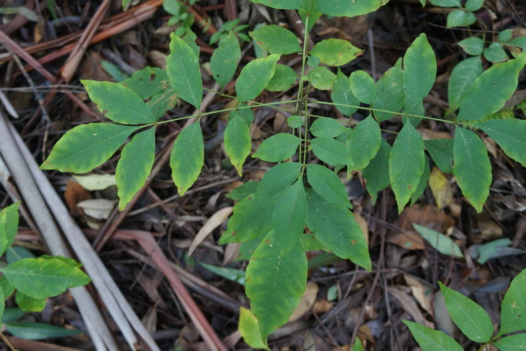 Fraxinus Uhdei