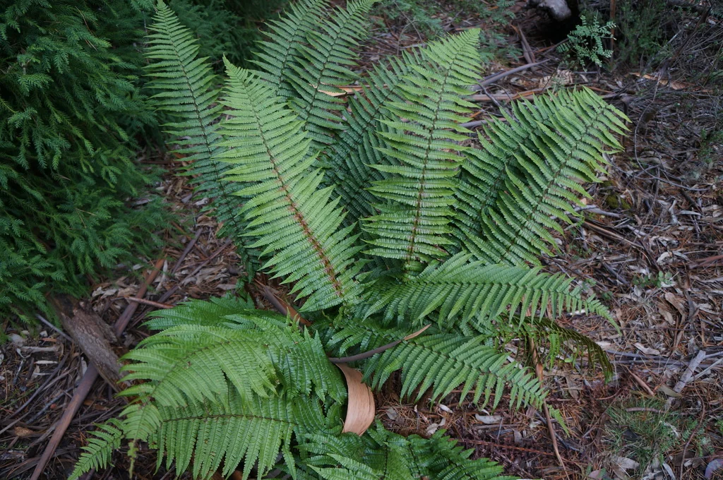Dryopteris wallichiana