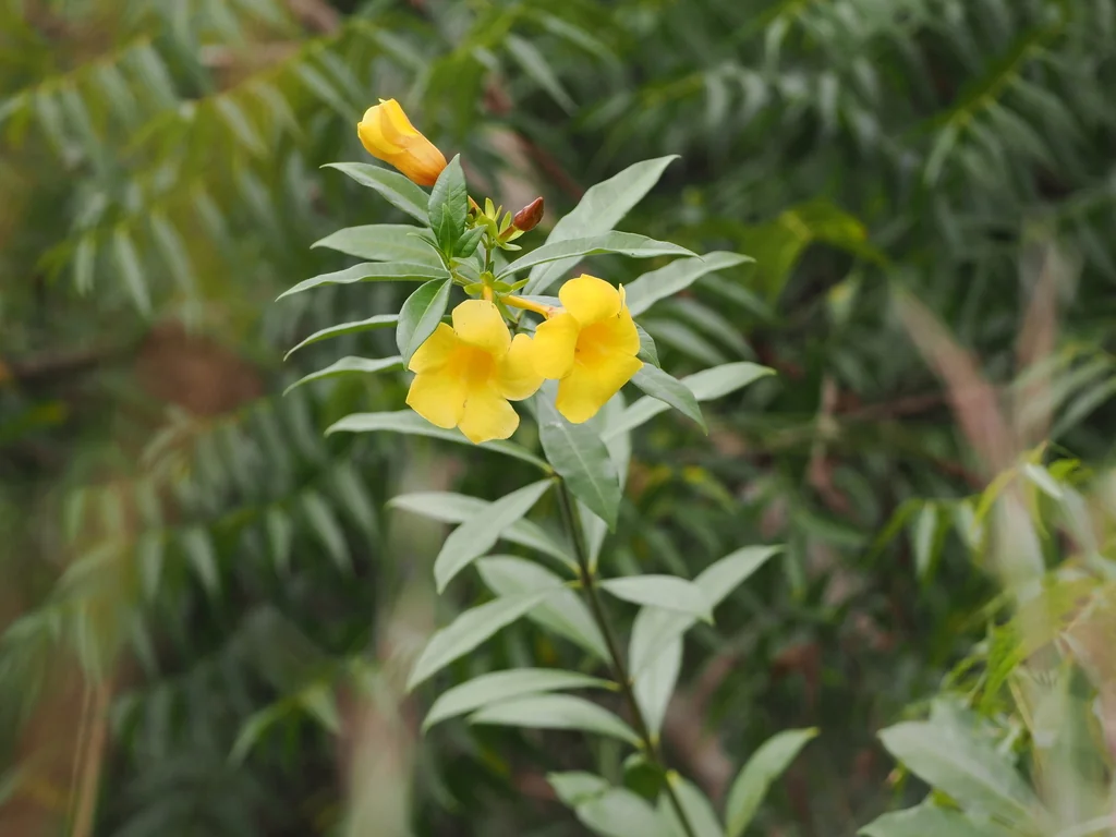 Allamanda Cathartica