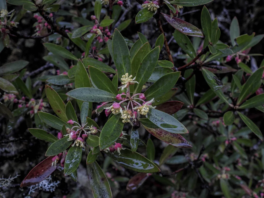 Drimys Lanceolata