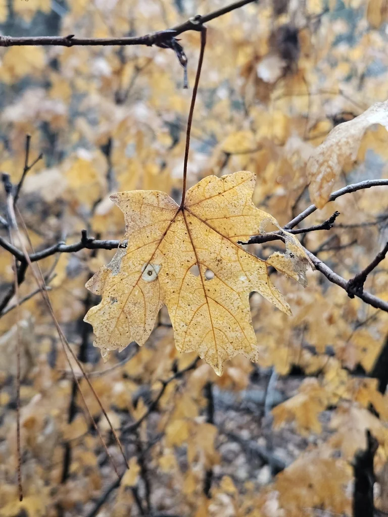 Acer Grandidentatum