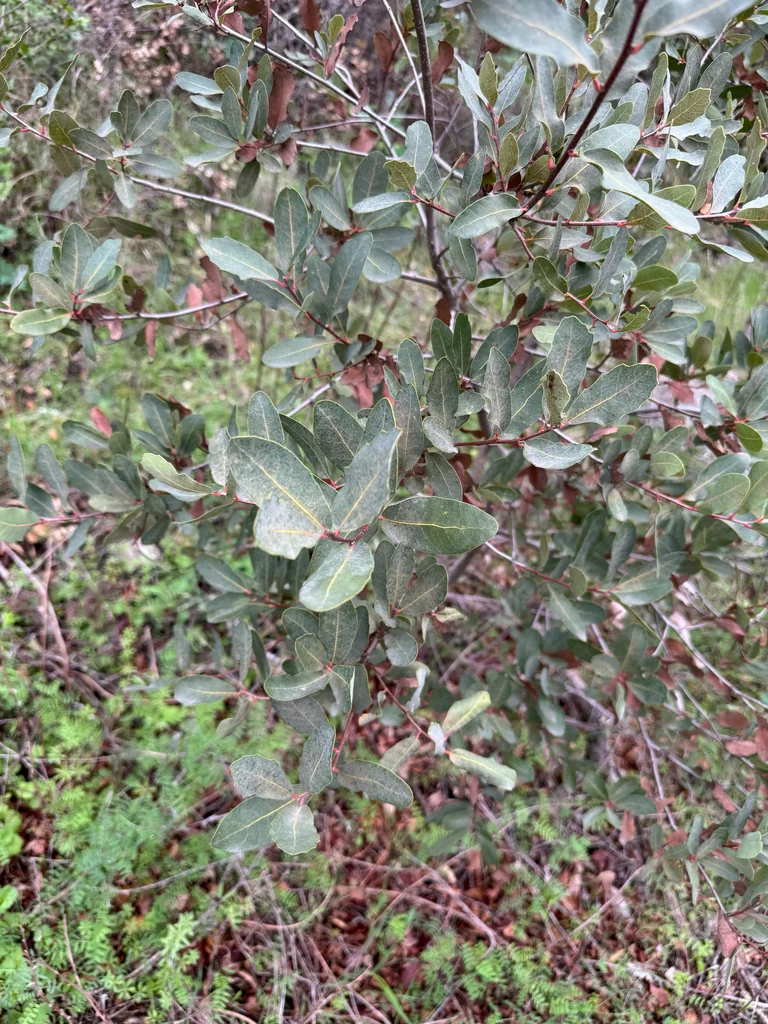 Quercus Engelmannii