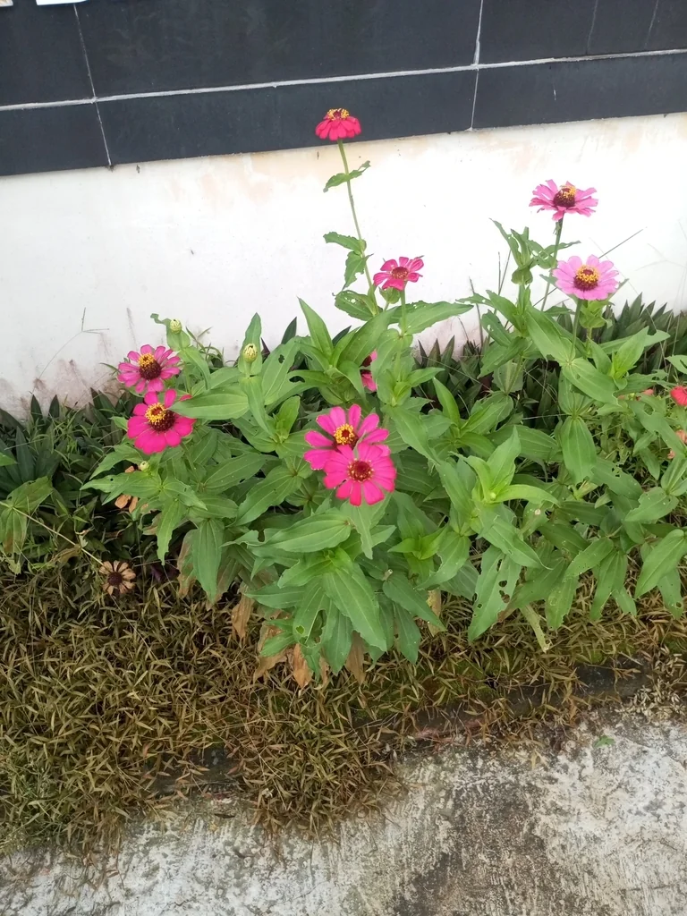 Zinnia Elegans