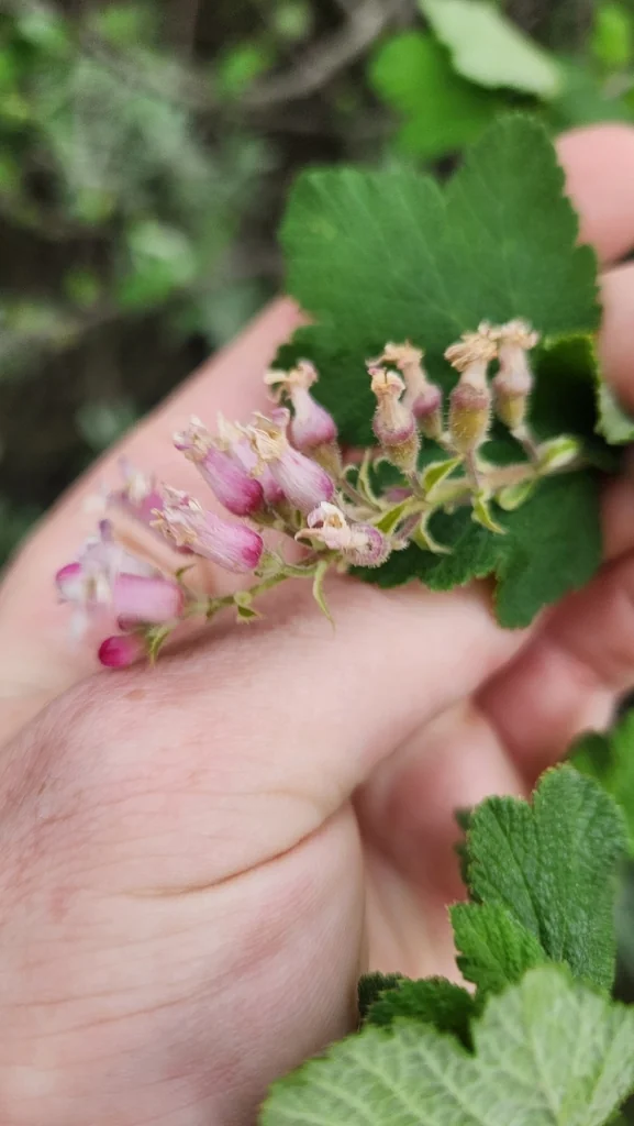 Ribes Malvaceum
