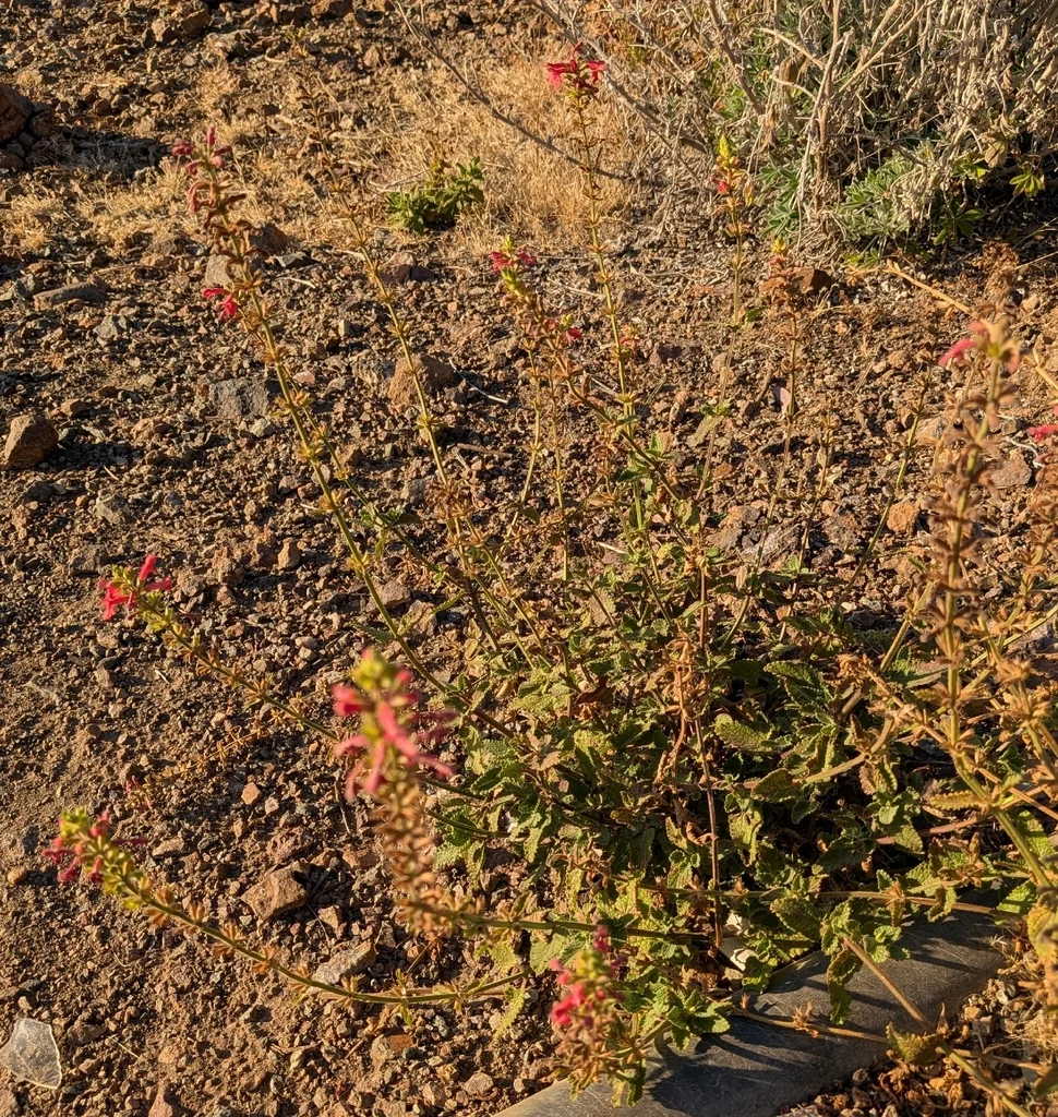 Stachys Coccinea