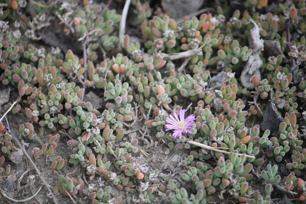 Drosanthemum Floribundum