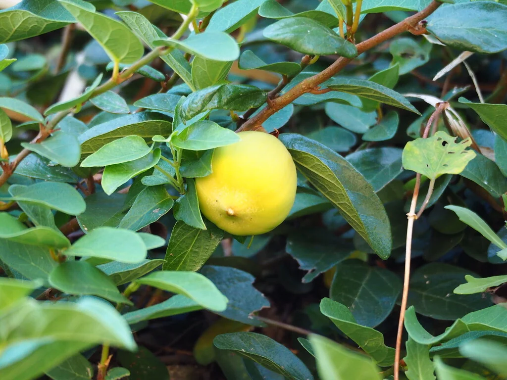 Ficus Pumila