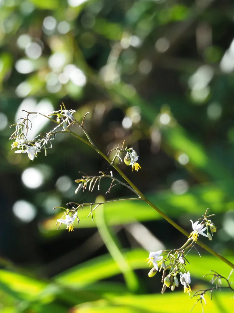Dianella Ensifolia