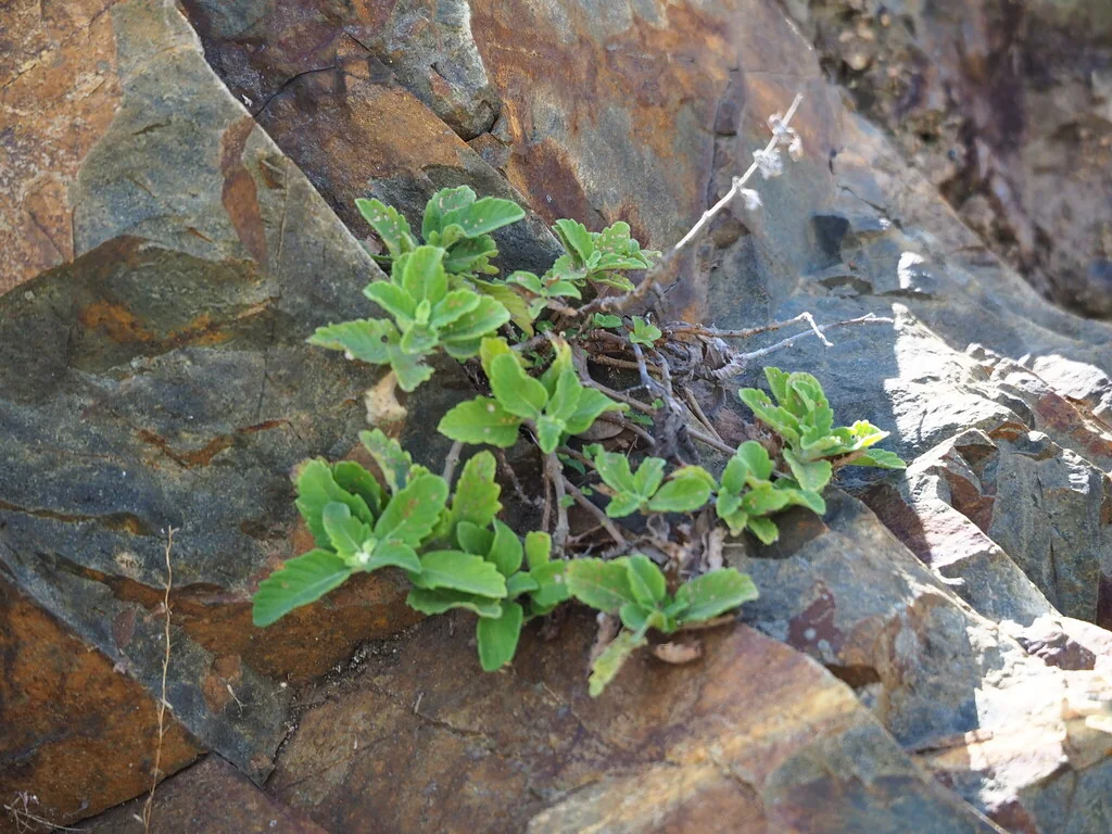 Caryopteris incana