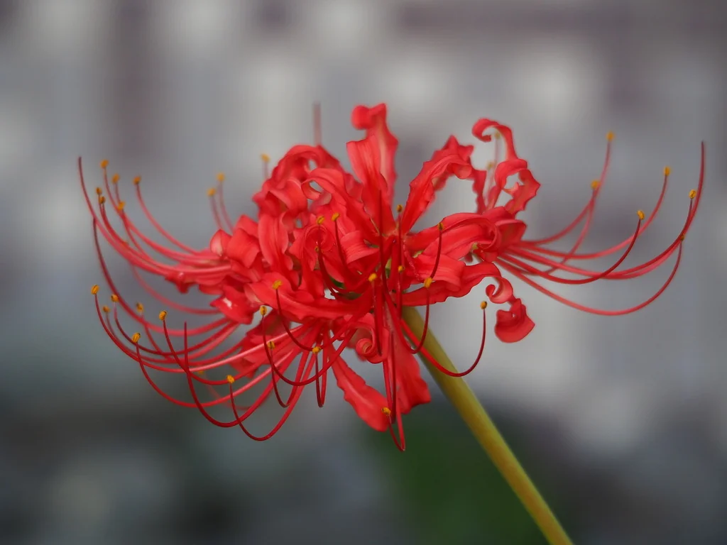Lycoris Radiata