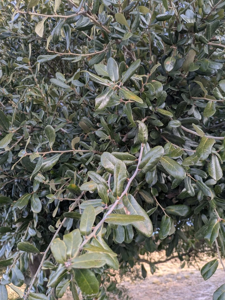 Quercus Virginiana