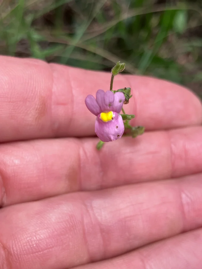 Nemesia fruticans