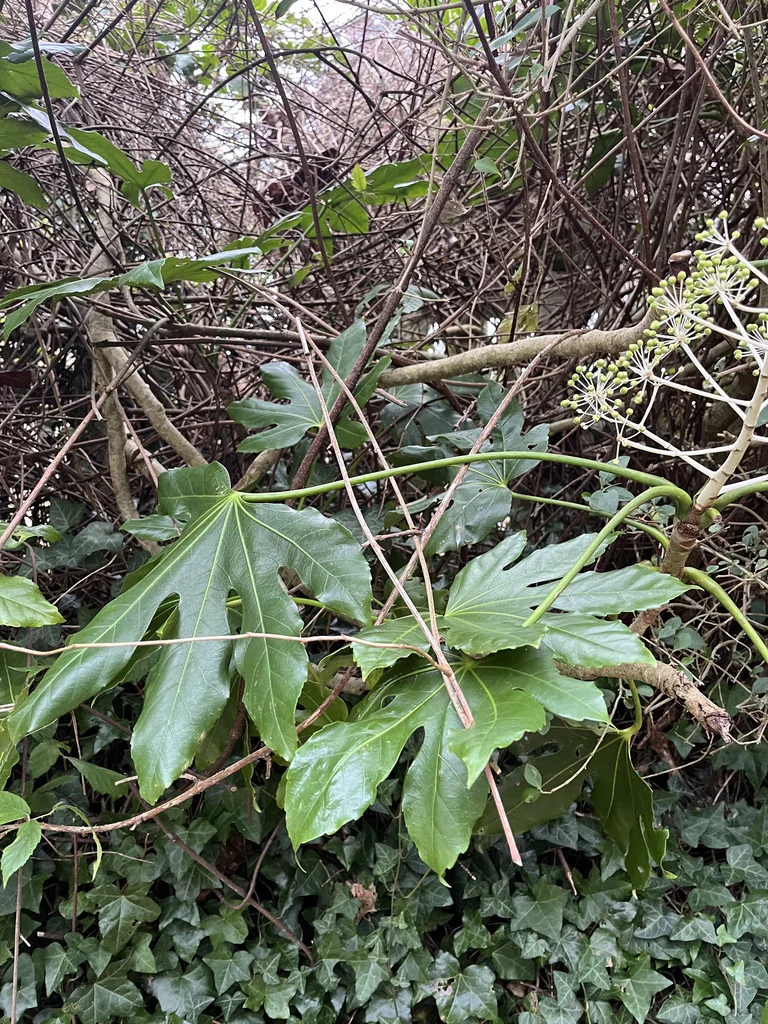 Fatsia Japonica