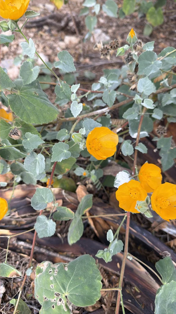 Abutilon Palmeri
