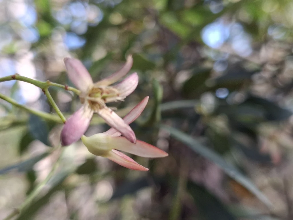 Ceratopetalum Gummiferum
