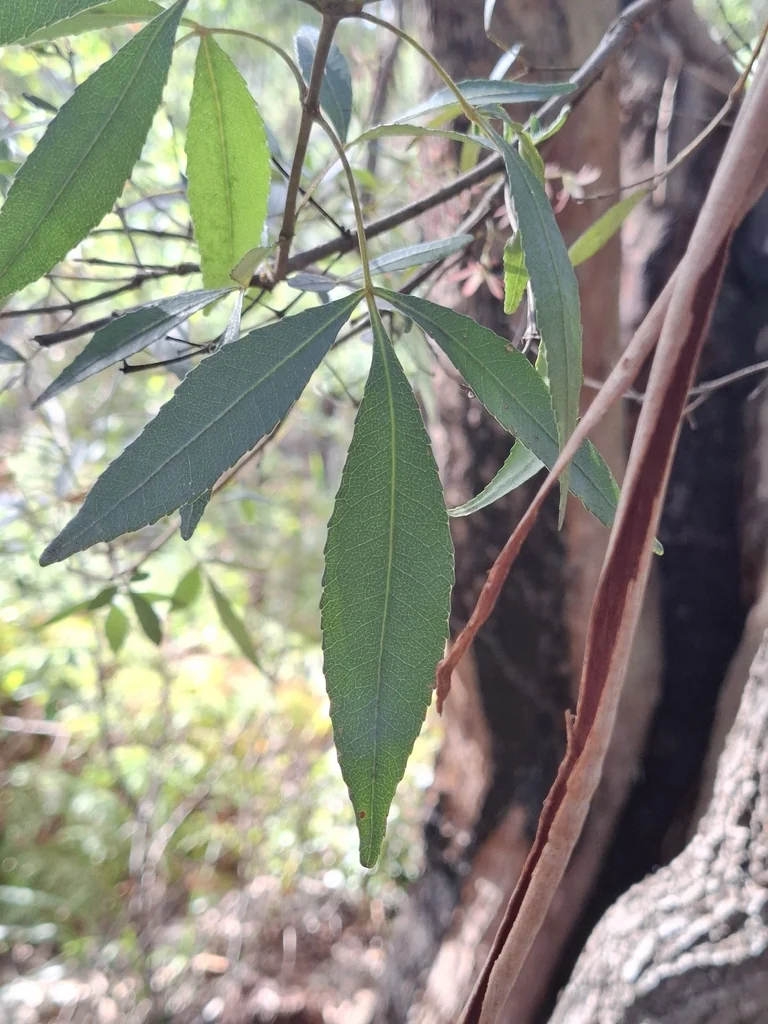 Ceratopetalum Gummiferum