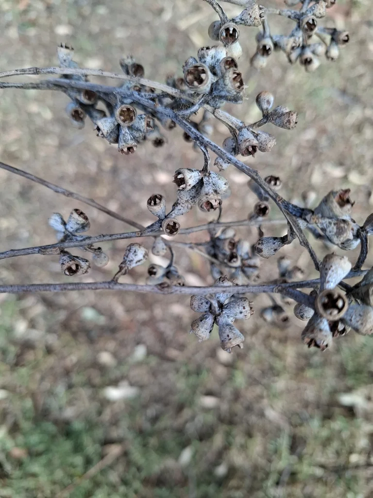 Eucalyptus grandis