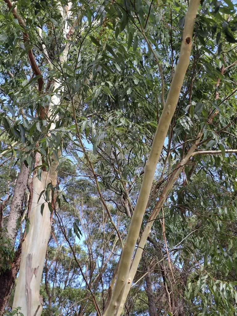Eucalyptus grandis