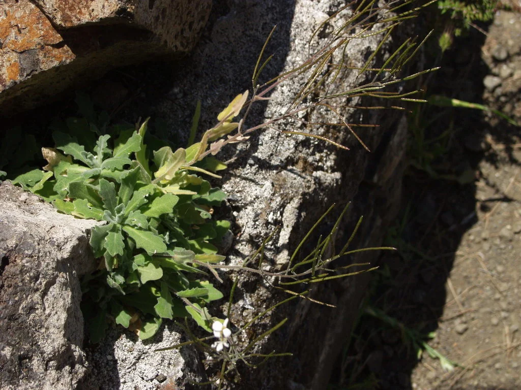 Arabis Caucasica