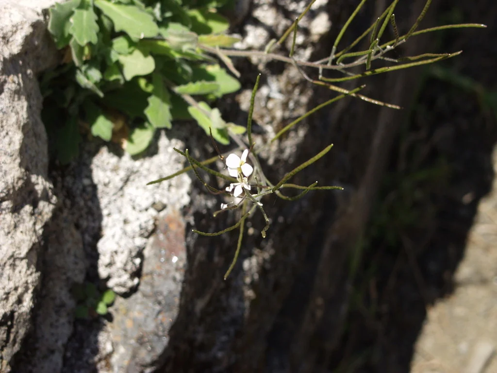 Arabis Caucasica