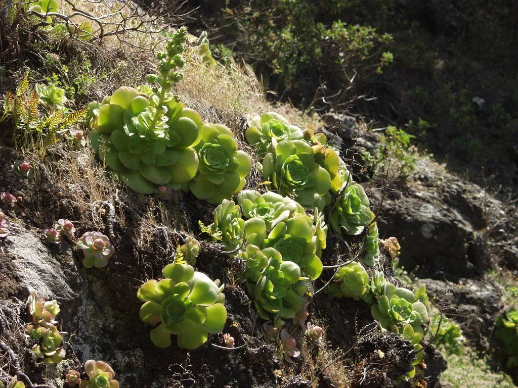 Aeonium Canariense