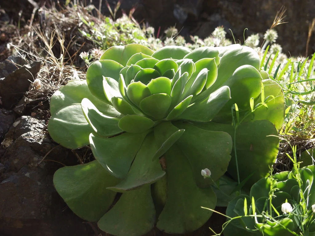 Aeonium Canariense