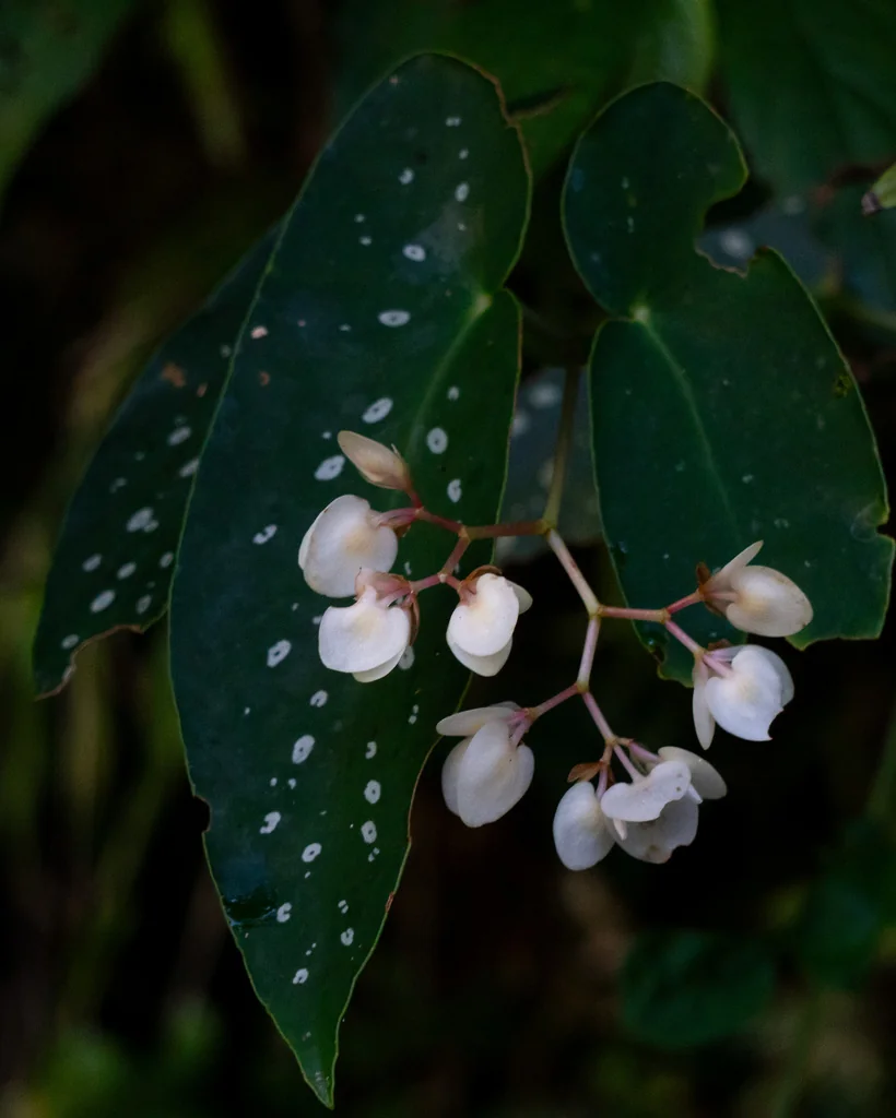 Begonia maculata
