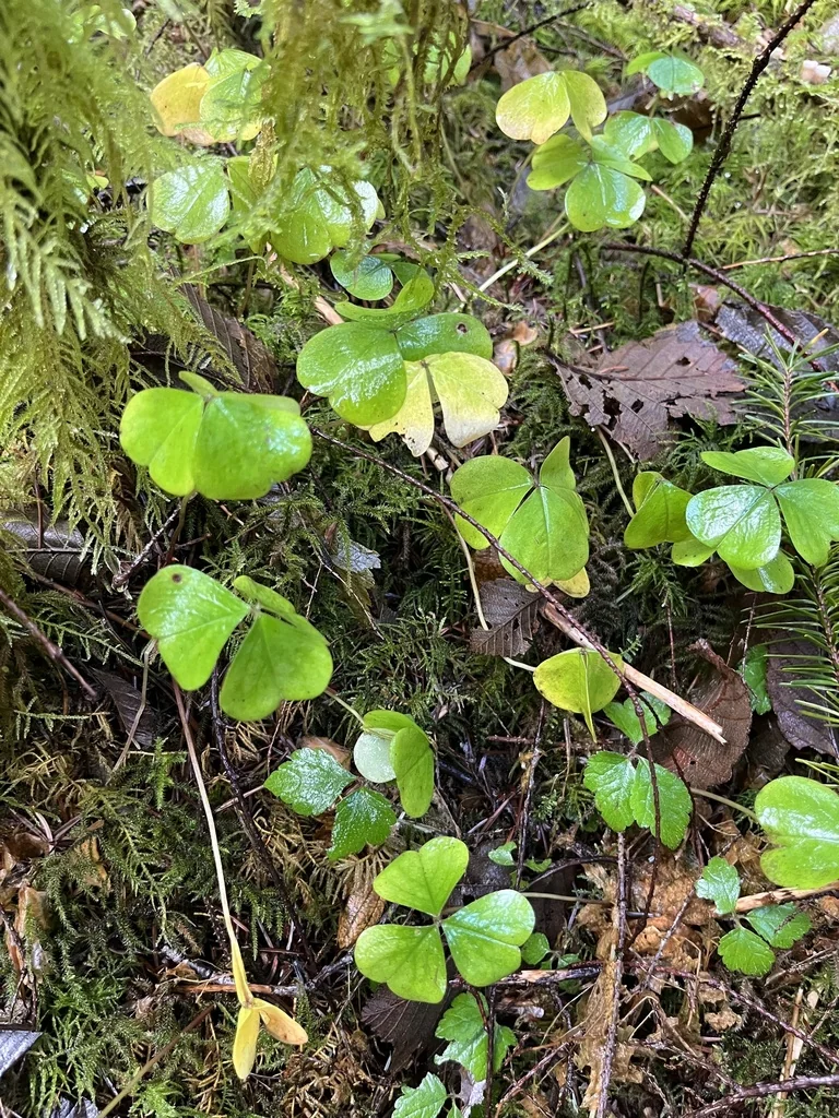 Oxalis Oregana