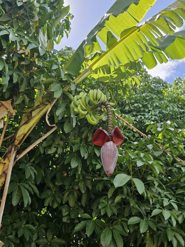 Musa X Paradisiaca