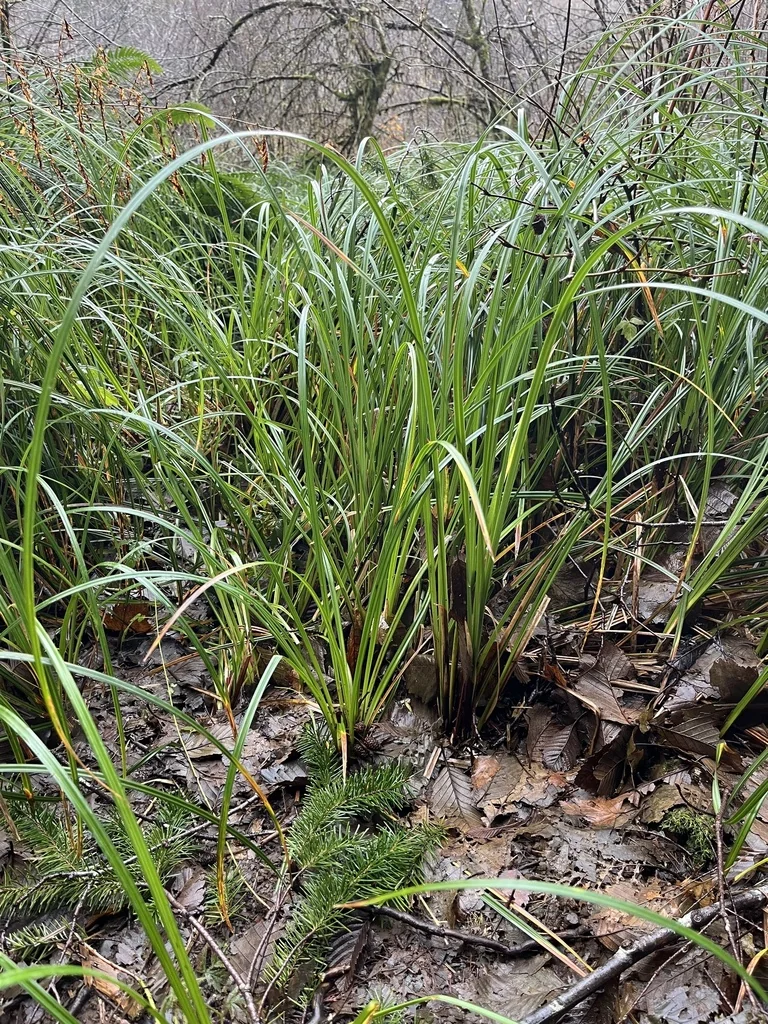 Carex Obnupta