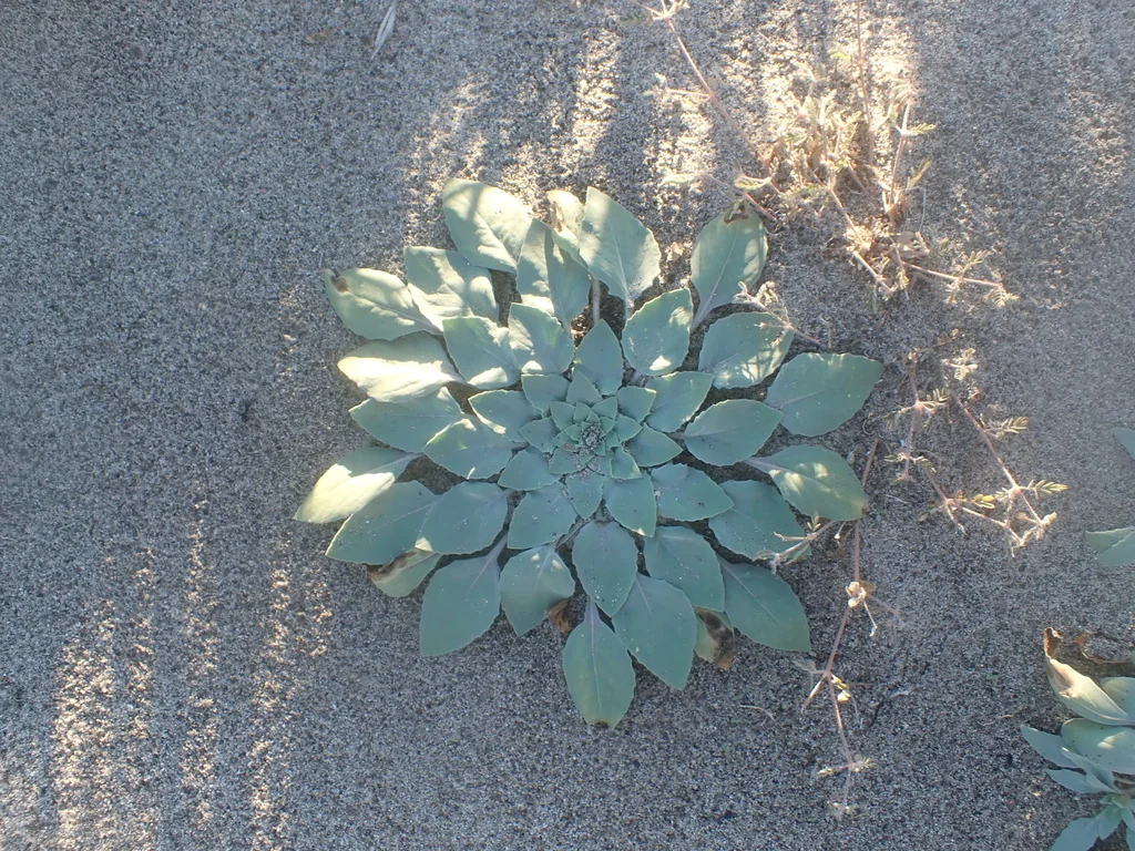 Oenothera Deltoides