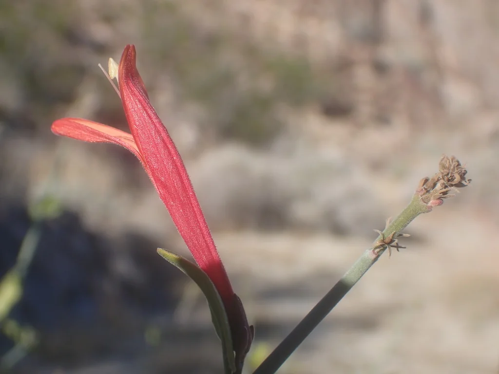 Justicia Californica