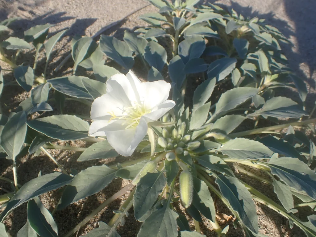 Oenothera Deltoides