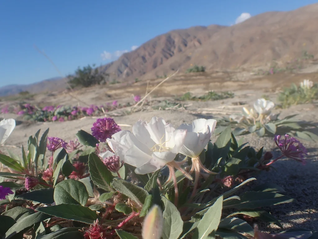 Oenothera Deltoides
